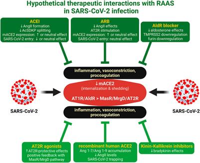 Commentary: Effect of Angiotensin-Converting-Enzyme Inhibitor and Angiotensin II Receptor Antagonist Treatment on ACE2 Expression and SARS-CoV-2 Replication in Primary Airway Epithelial Cells